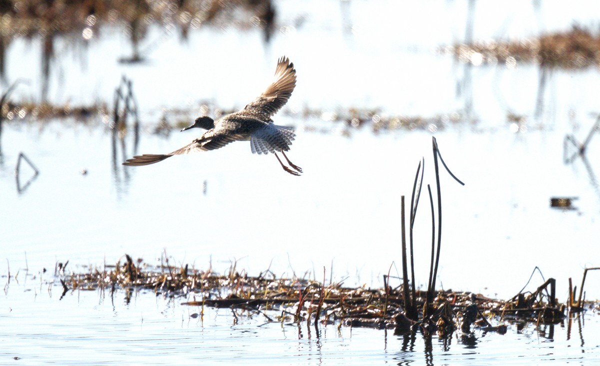 Greater Yellowlegs - ML618663064