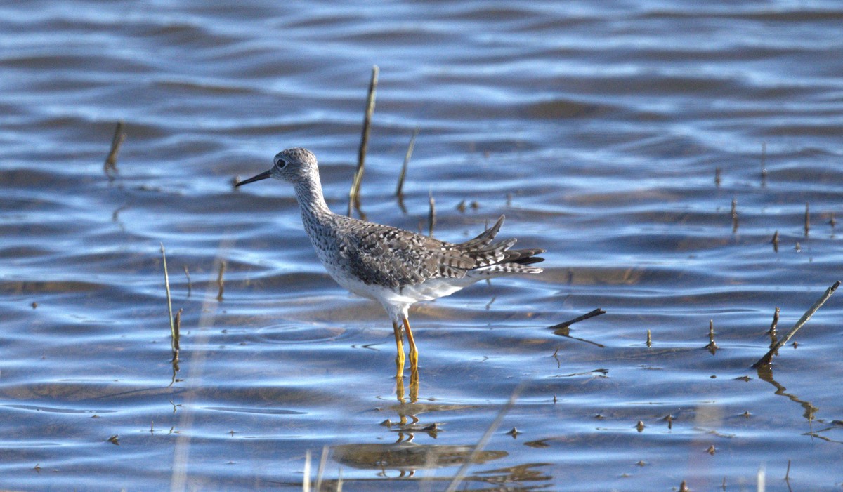 Greater Yellowlegs - ML618663065