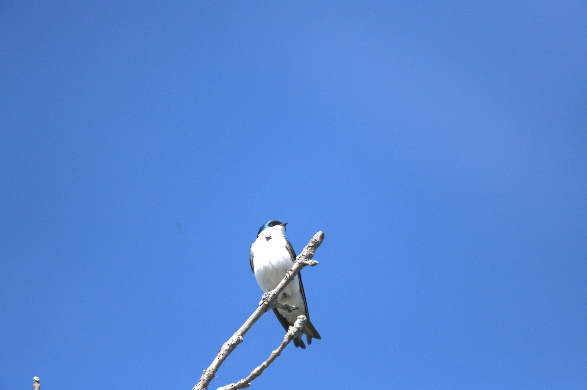 Tree Swallow - ML618663081