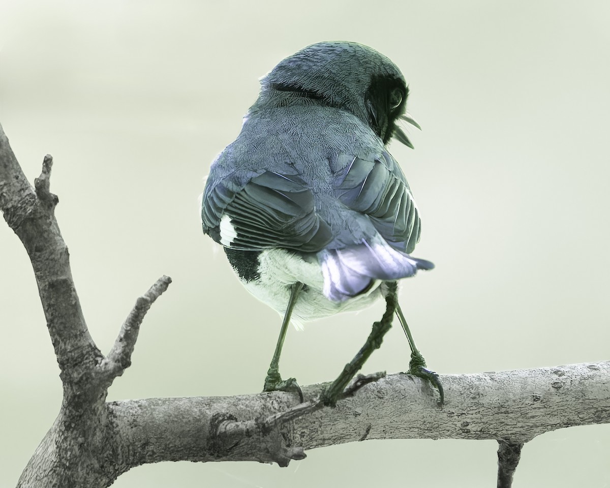 Black-throated Blue Warbler - ML618663083