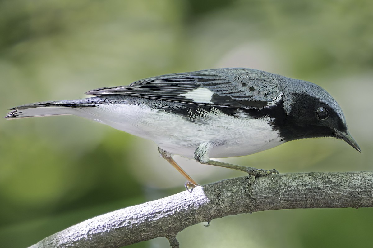 Black-throated Blue Warbler - ML618663085