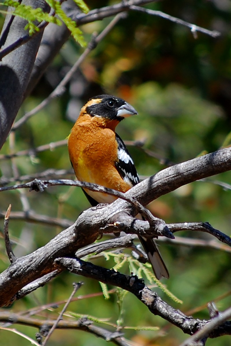 Black-headed Grosbeak - ML618663111