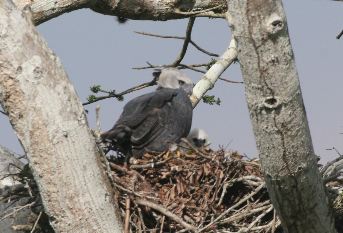 Harpie féroce - ML618663147