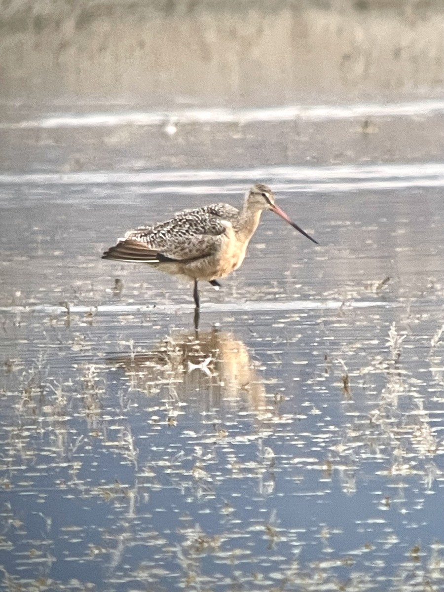 Marbled Godwit - Adam Brewerton