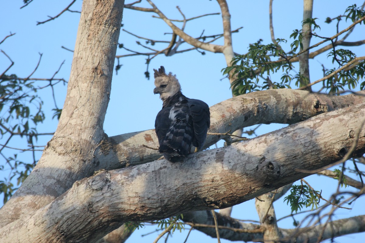 Harpy Eagle - Clyde Blum