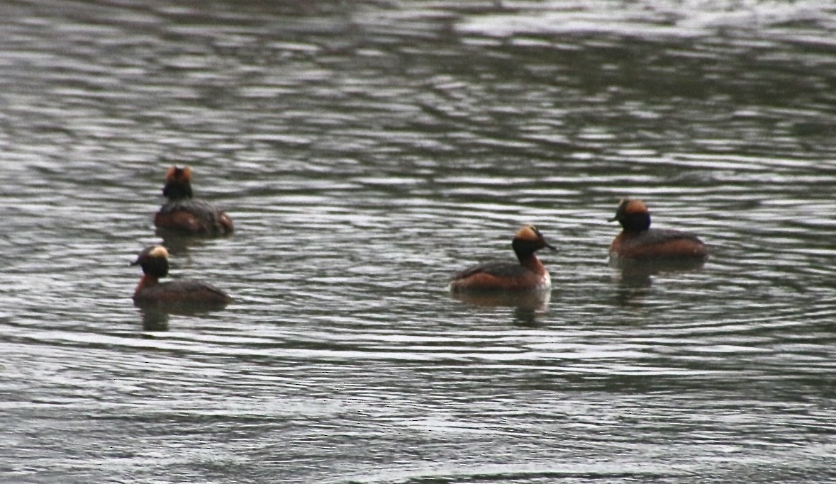 Horned Grebe - ML618663216