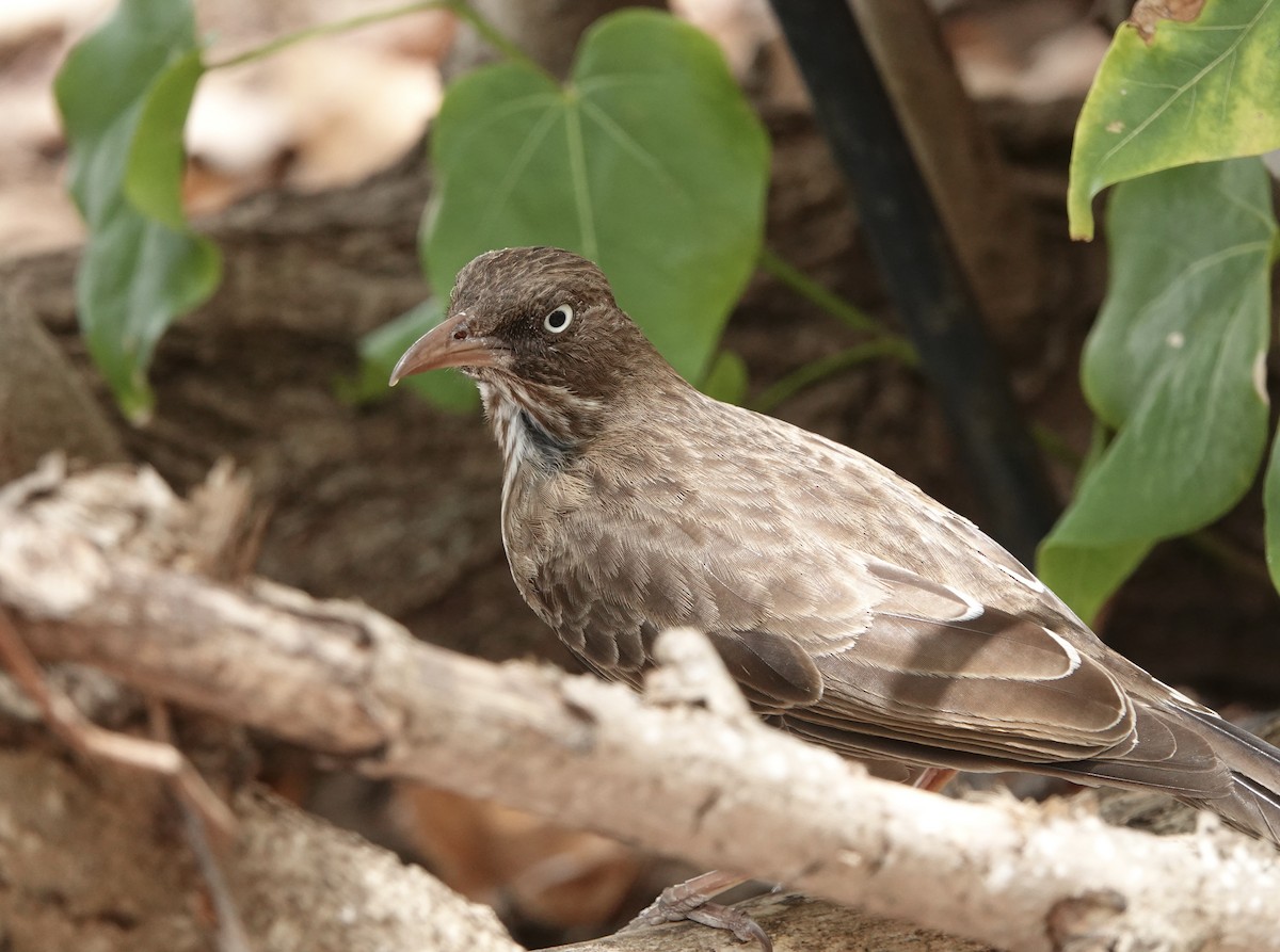 Pearly-eyed Thrasher - Bruce Young