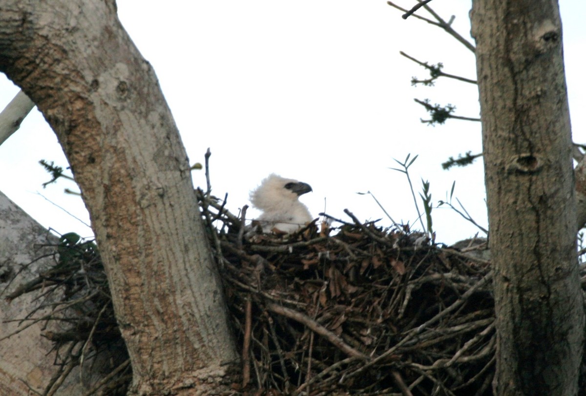 Harpy Eagle - Clyde Blum