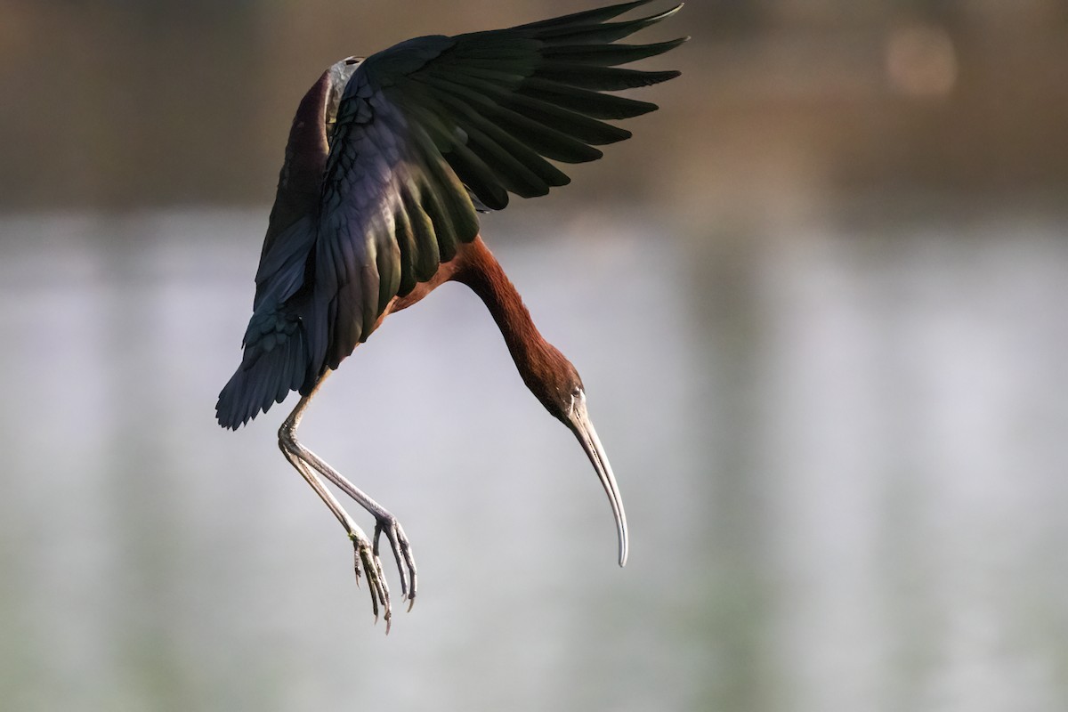 Glossy Ibis - Ravi Jesudas