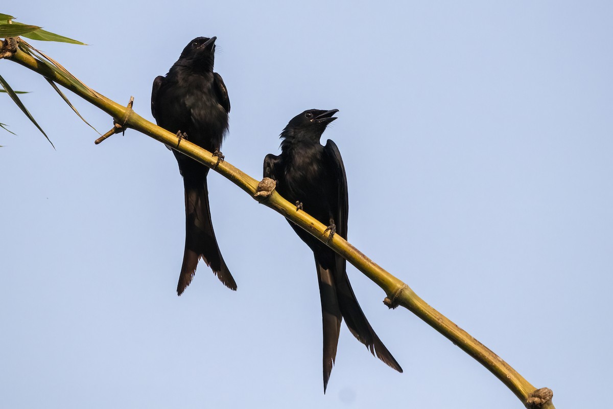 Black Drongo - ML618663261