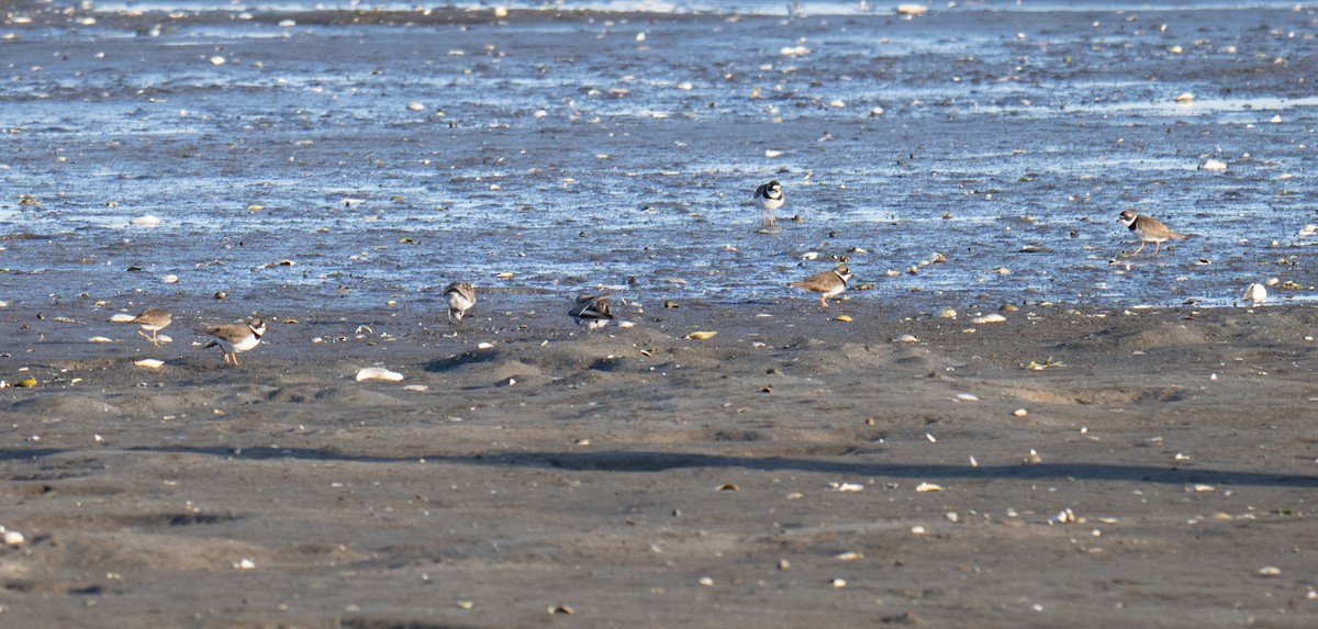 Semipalmated Plover - ML618663269