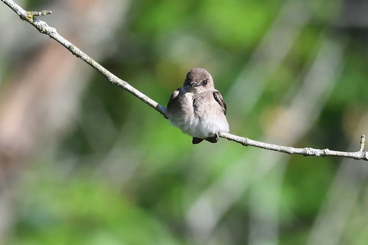 Northern Rough-winged Swallow - ML618663274