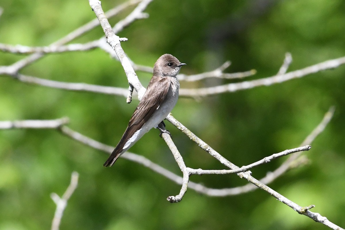 Northern Rough-winged Swallow - ML618663275