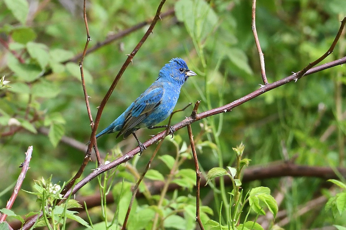 Indigo Bunting - ML618663310