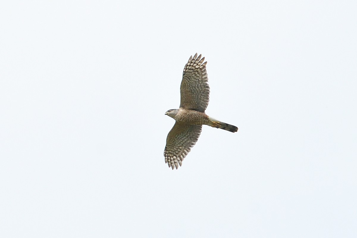 Cooper's Hawk - ML618663323