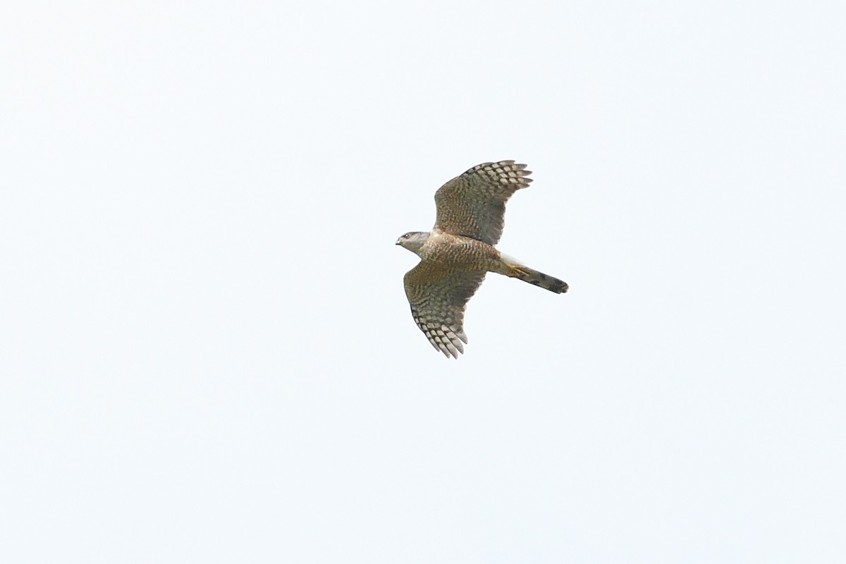 Cooper's Hawk - ML618663324