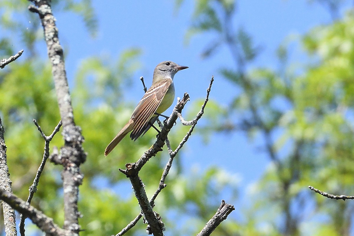 Great Crested Flycatcher - ML618663335