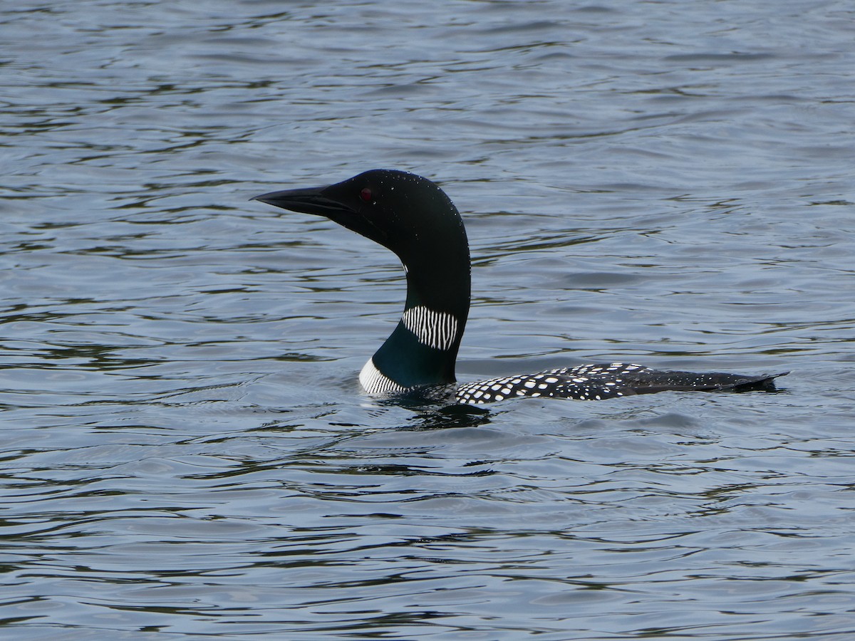 Common Loon - ML618663354