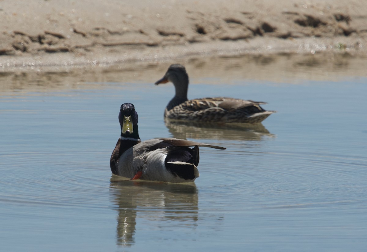 Mallard - Nancie Rostrup