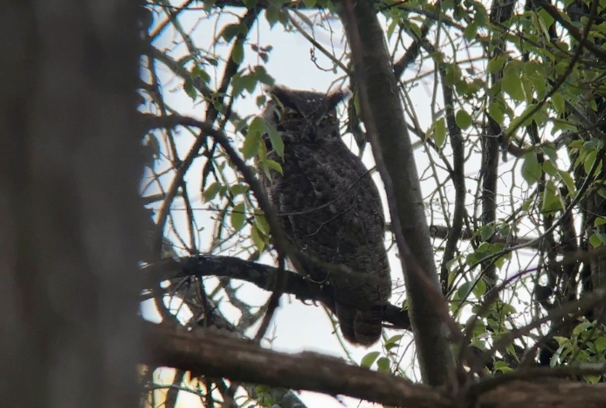 Great Horned Owl - Jeff Kenney