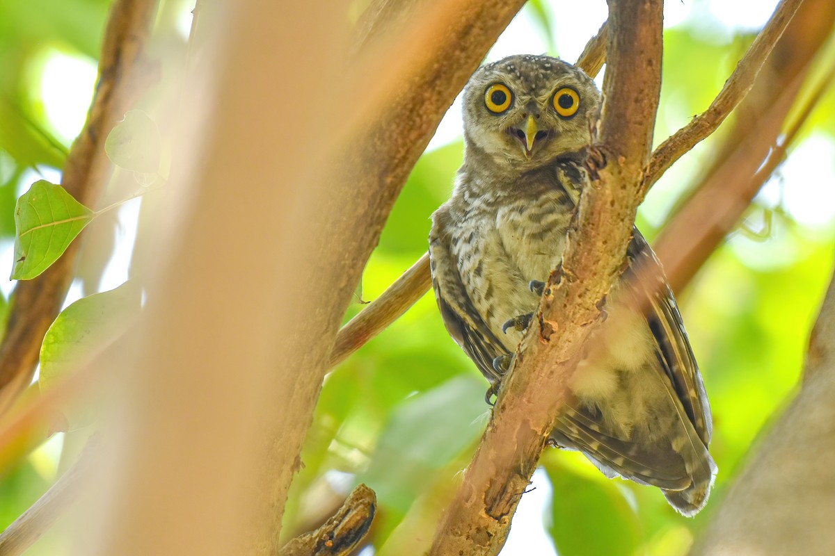 Spotted Owlet - ML618663366