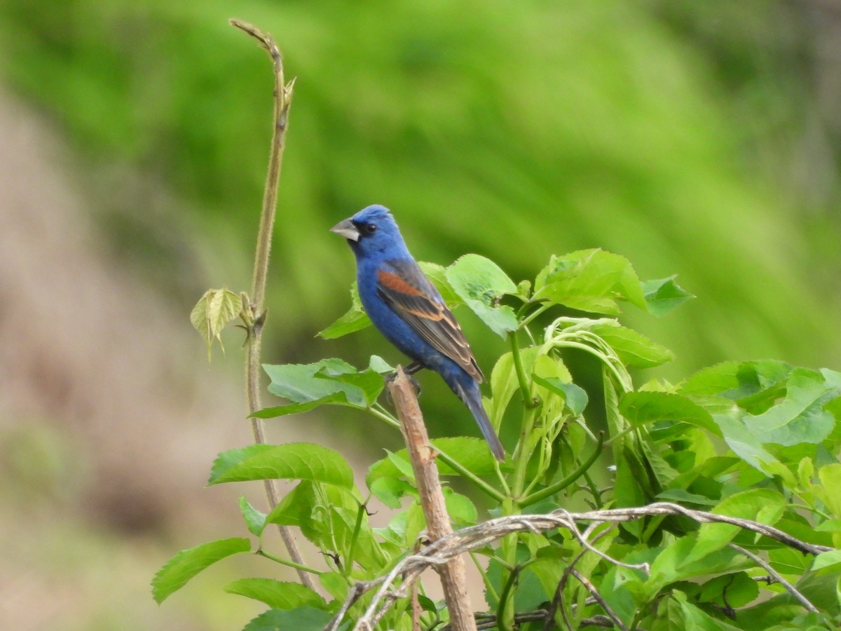 Blue Grosbeak - Tracee Fugate