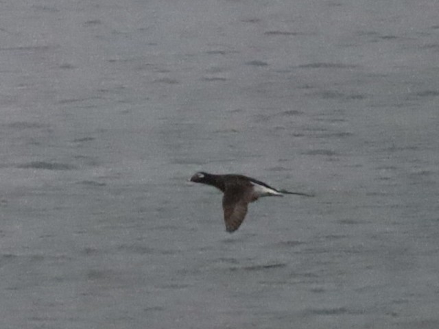 Long-tailed Duck - ML618663418