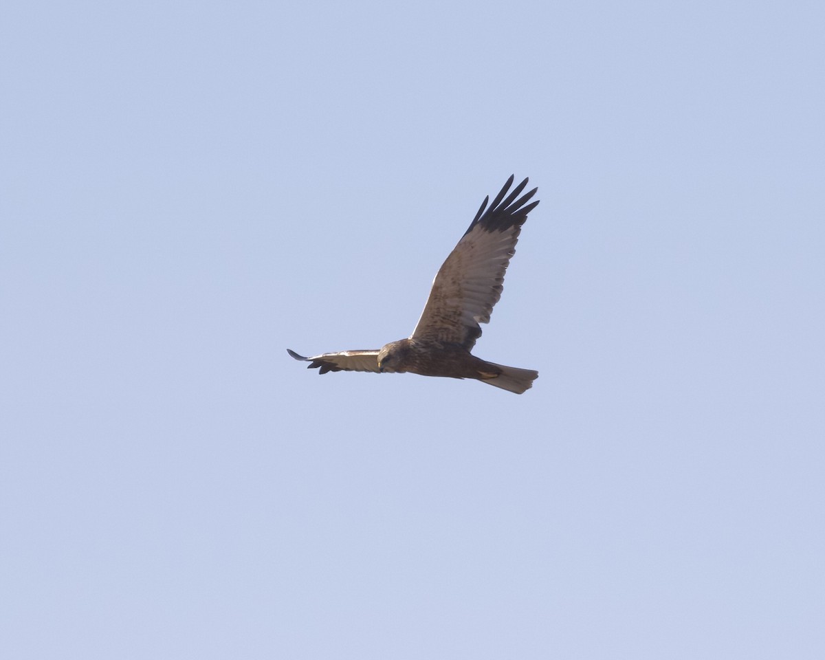 Western Marsh Harrier - Terence Degan