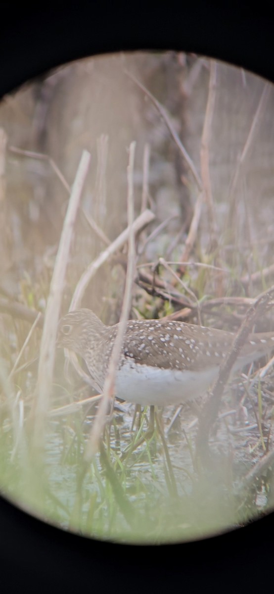 Solitary Sandpiper - ML618663446