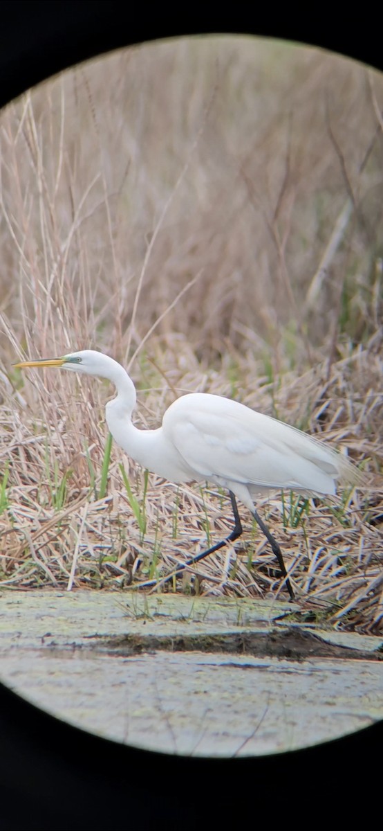 Great Egret - ML618663454