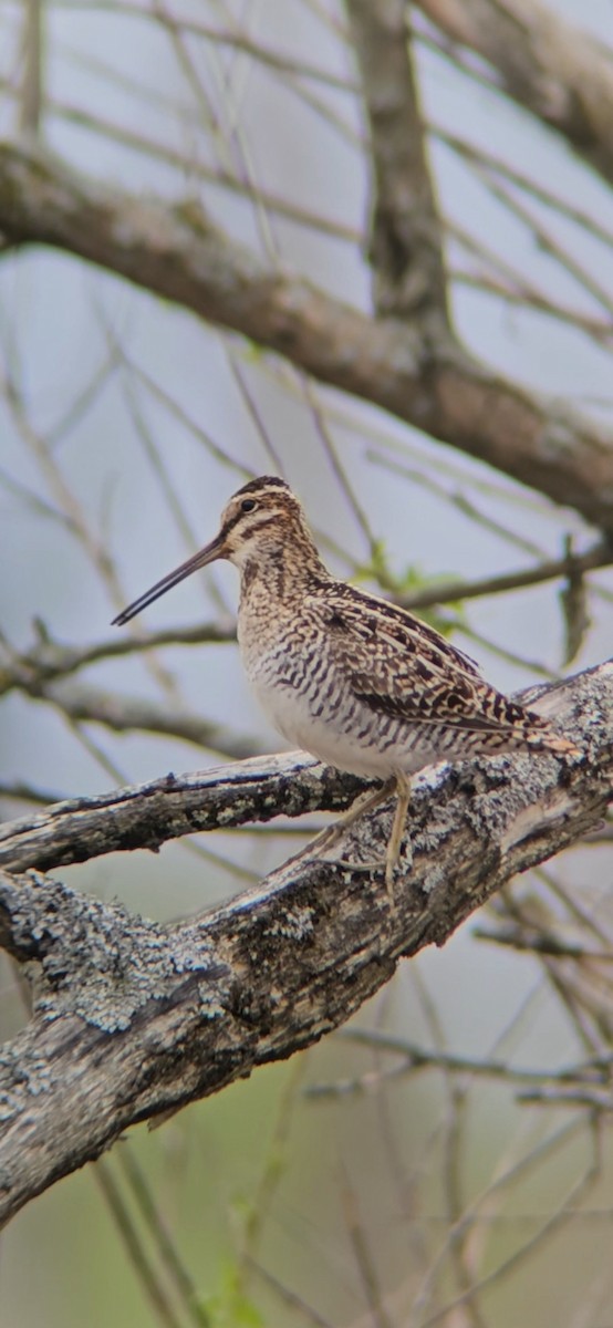 Wilson's Snipe - ML618663464