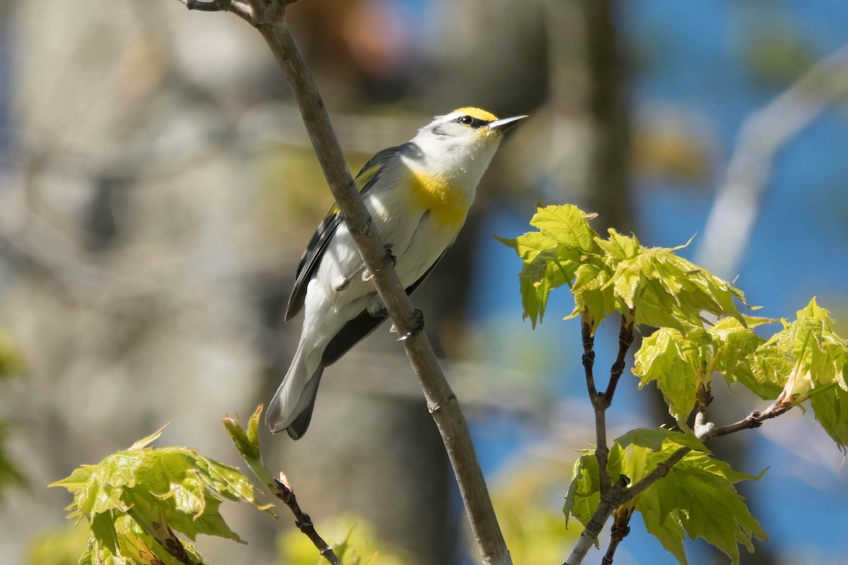 Brewster's Warbler (hybrid) - ML618663466