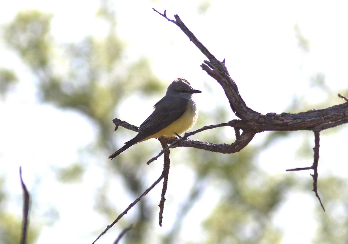 Tropical Kingbird - ML618663477