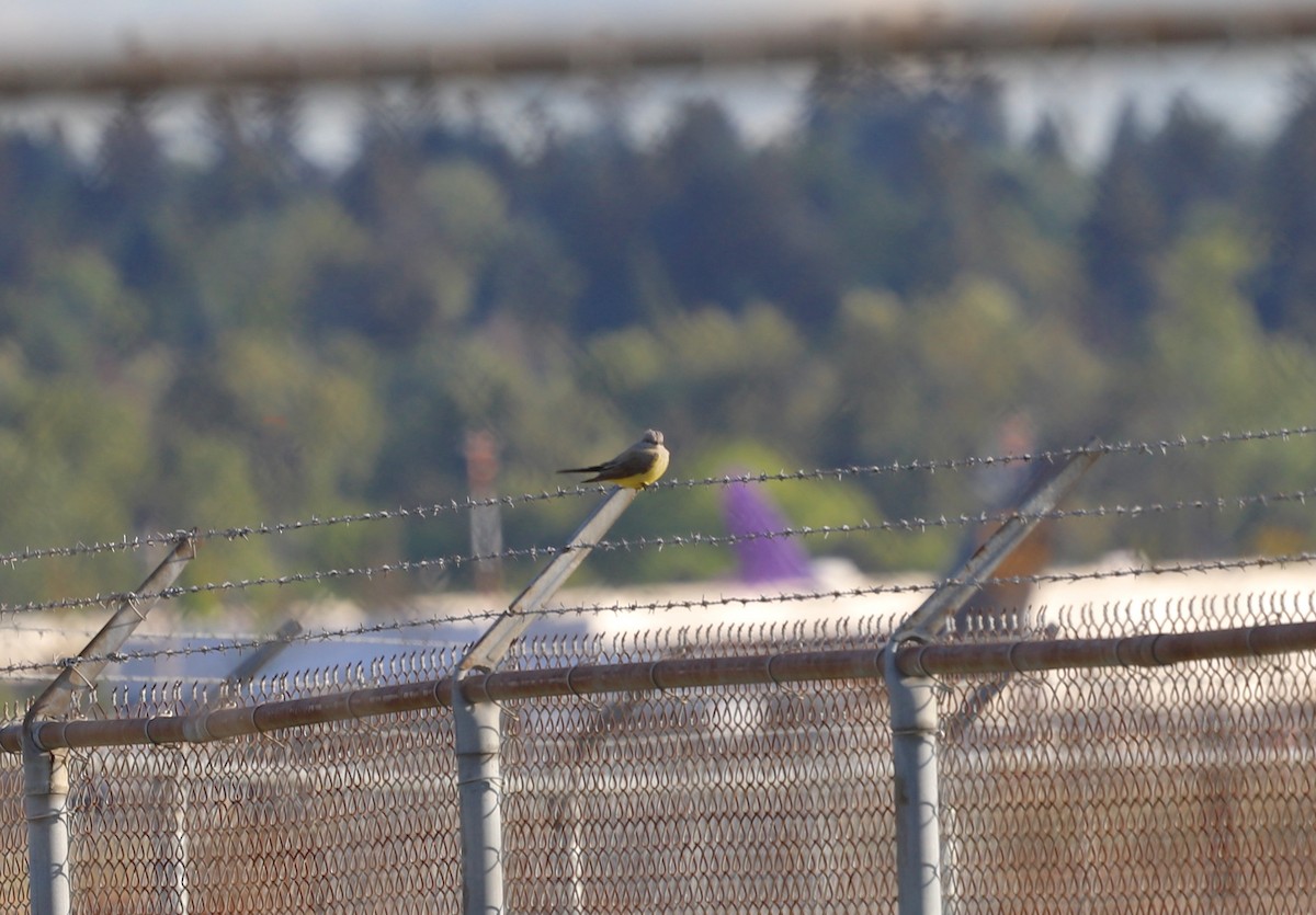 Western Kingbird - ML618663521