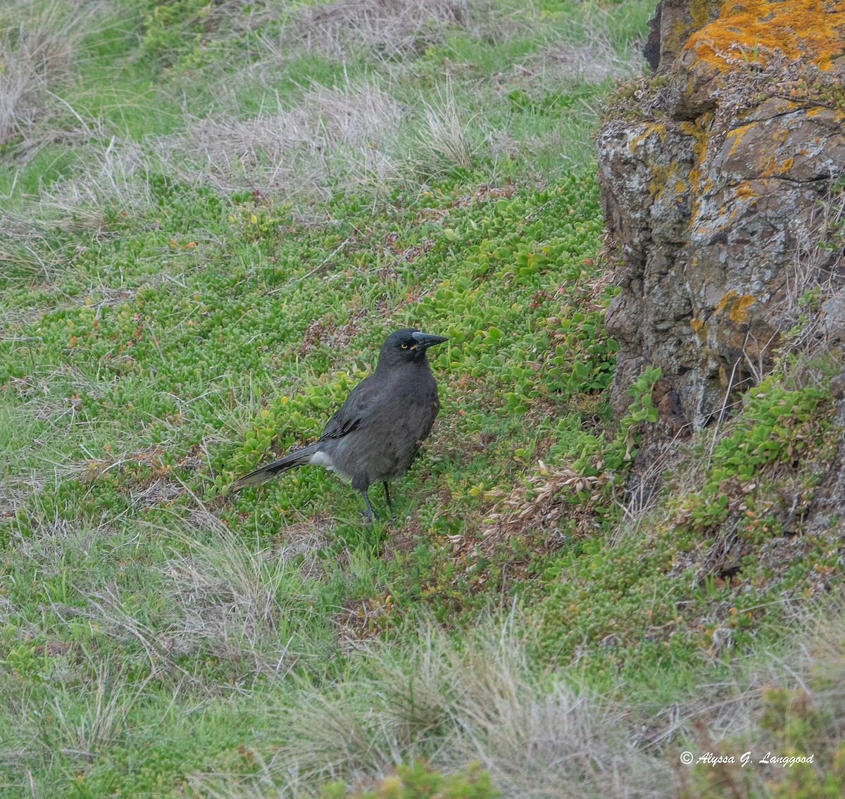 Gray Currawong - Anonymous