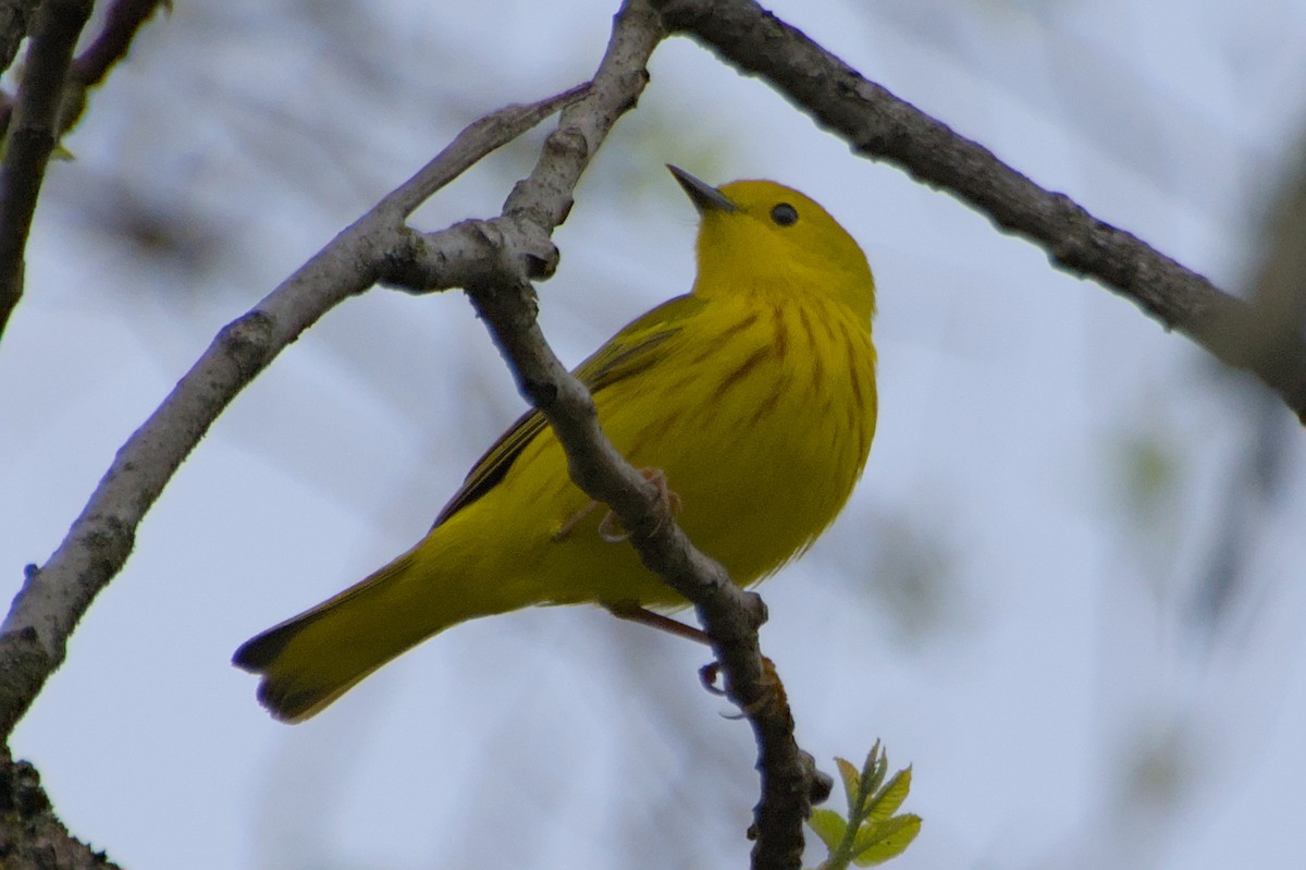 Yellow Warbler - ML618663540