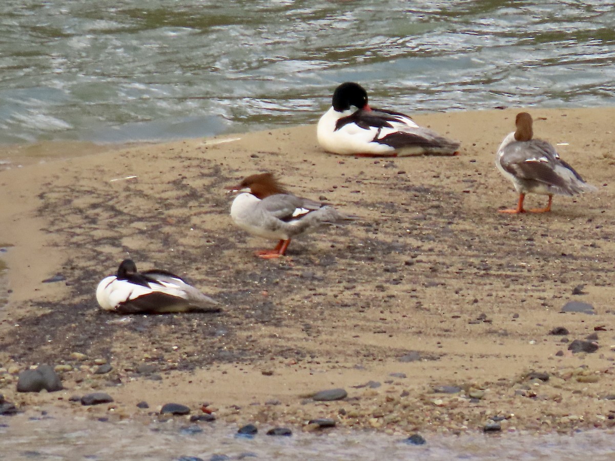 Common Merganser - ML618663586