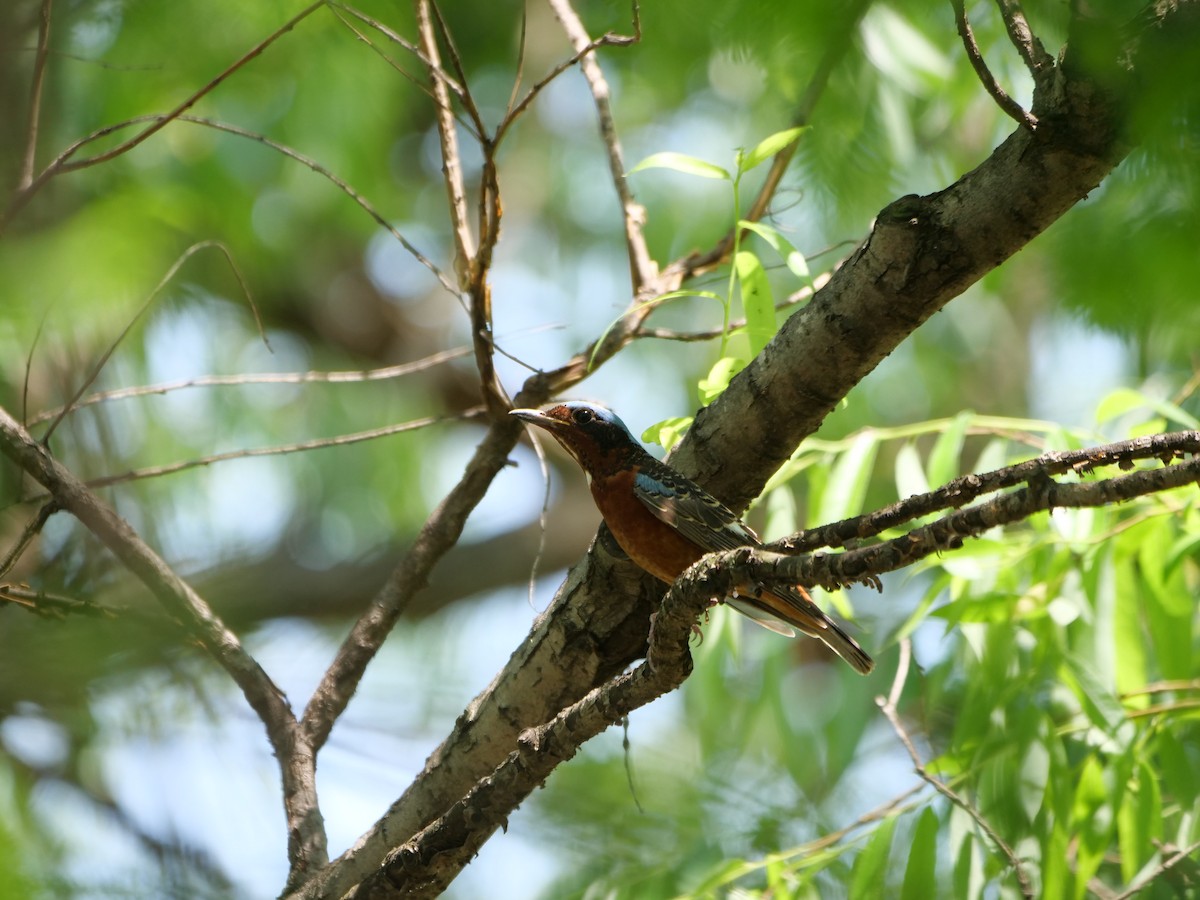 White-throated Rock-Thrush - guangfeng Shao