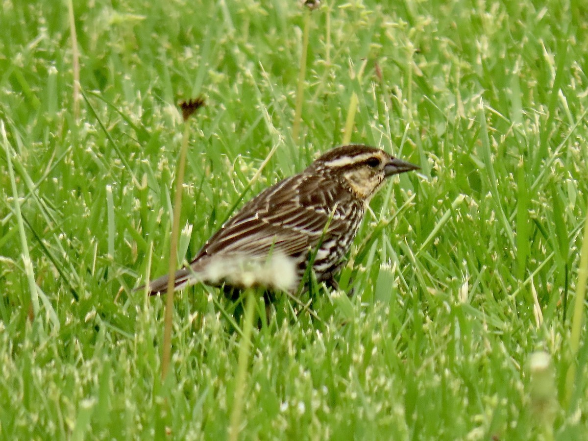 Red-winged Blackbird - Richard Gregg