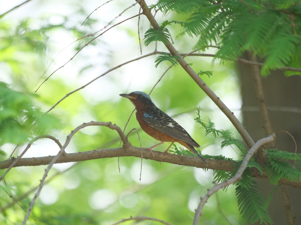 White-throated Rock-Thrush - guangfeng Shao