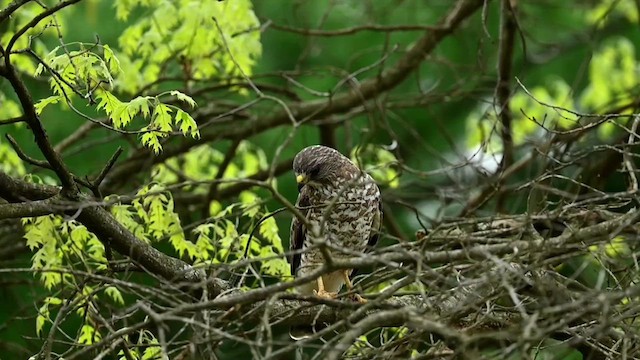 Broad-winged Hawk - ML618663701