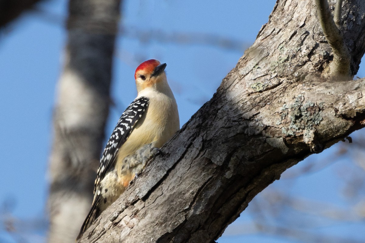 Red-bellied Woodpecker - Chris Scott