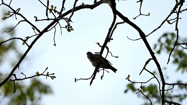 Northern Waterthrush - ML618663738