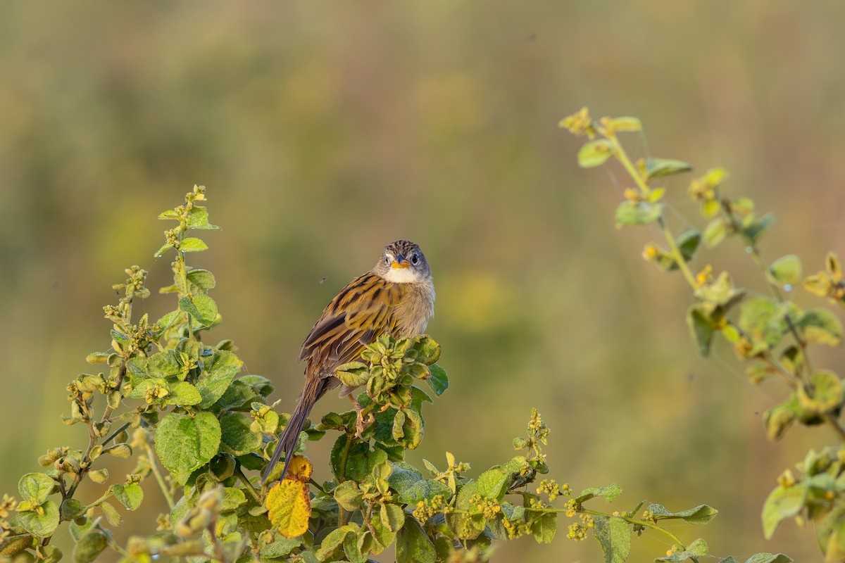 Wedge-tailed Grass-Finch - Gabriel Bonfa