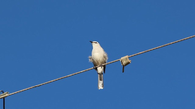 Tropical Mockingbird - ML618663750