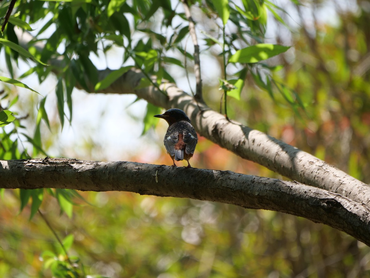 White-throated Rock-Thrush - guangfeng Shao