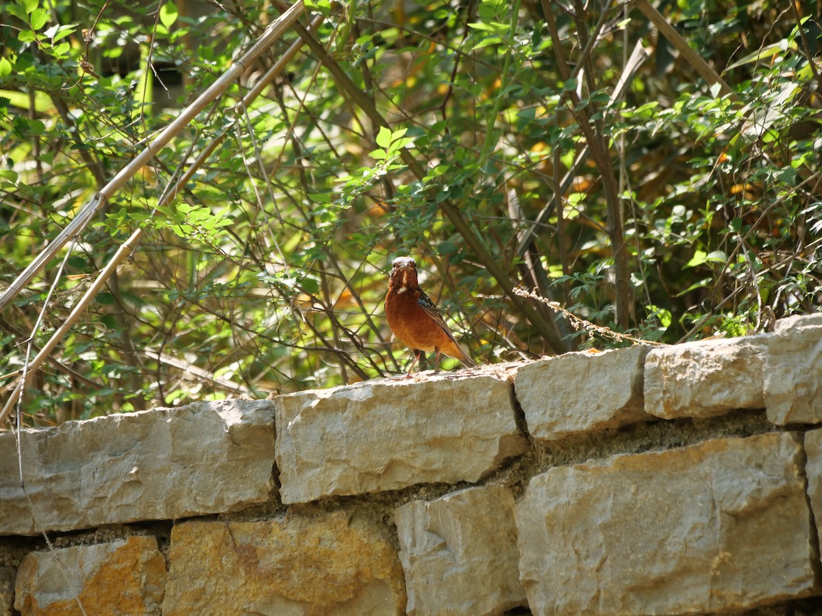 White-throated Rock-Thrush - guangfeng Shao