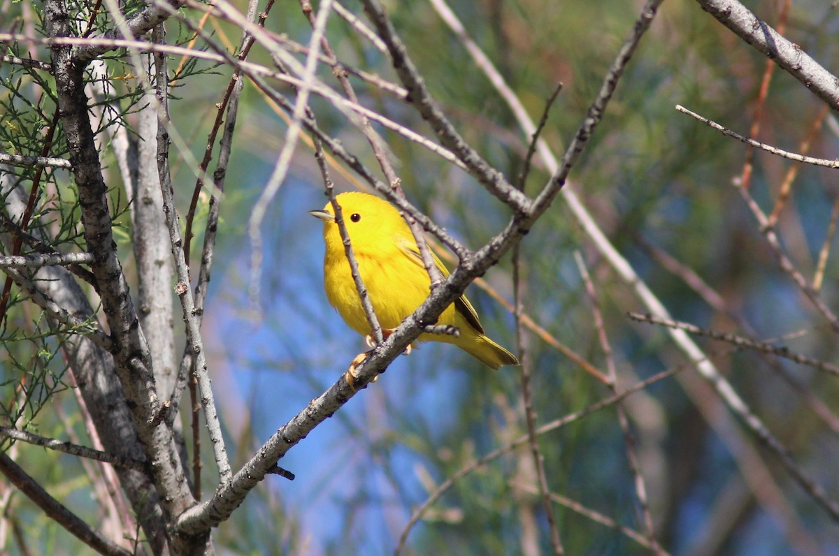 Yellow Warbler - ML618663764