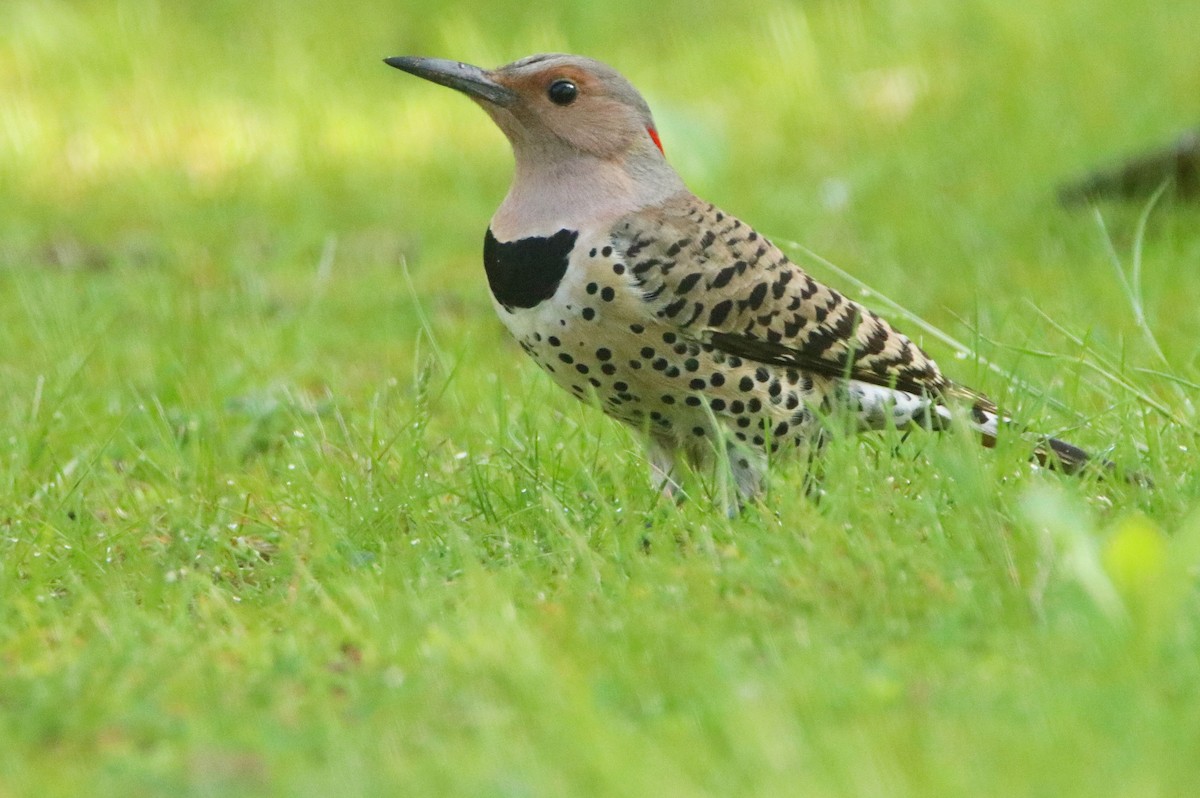 Northern Flicker - ML618663774