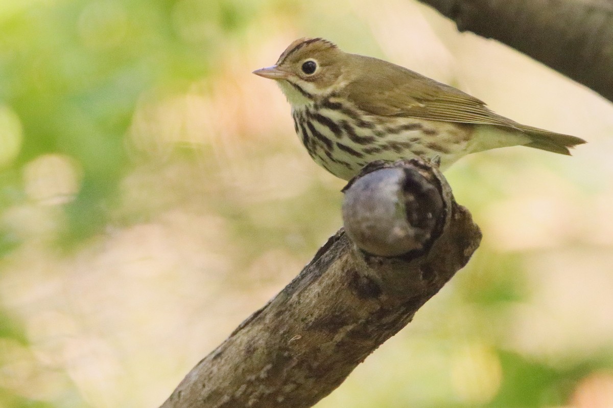 Ovenbird - ML618663778